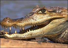 Sertã: GNR vigia Castelo de Bode por causa de suposto crocodilo